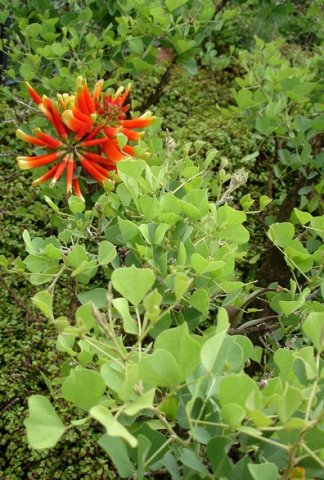 Erythrina acanthocarpa leaves